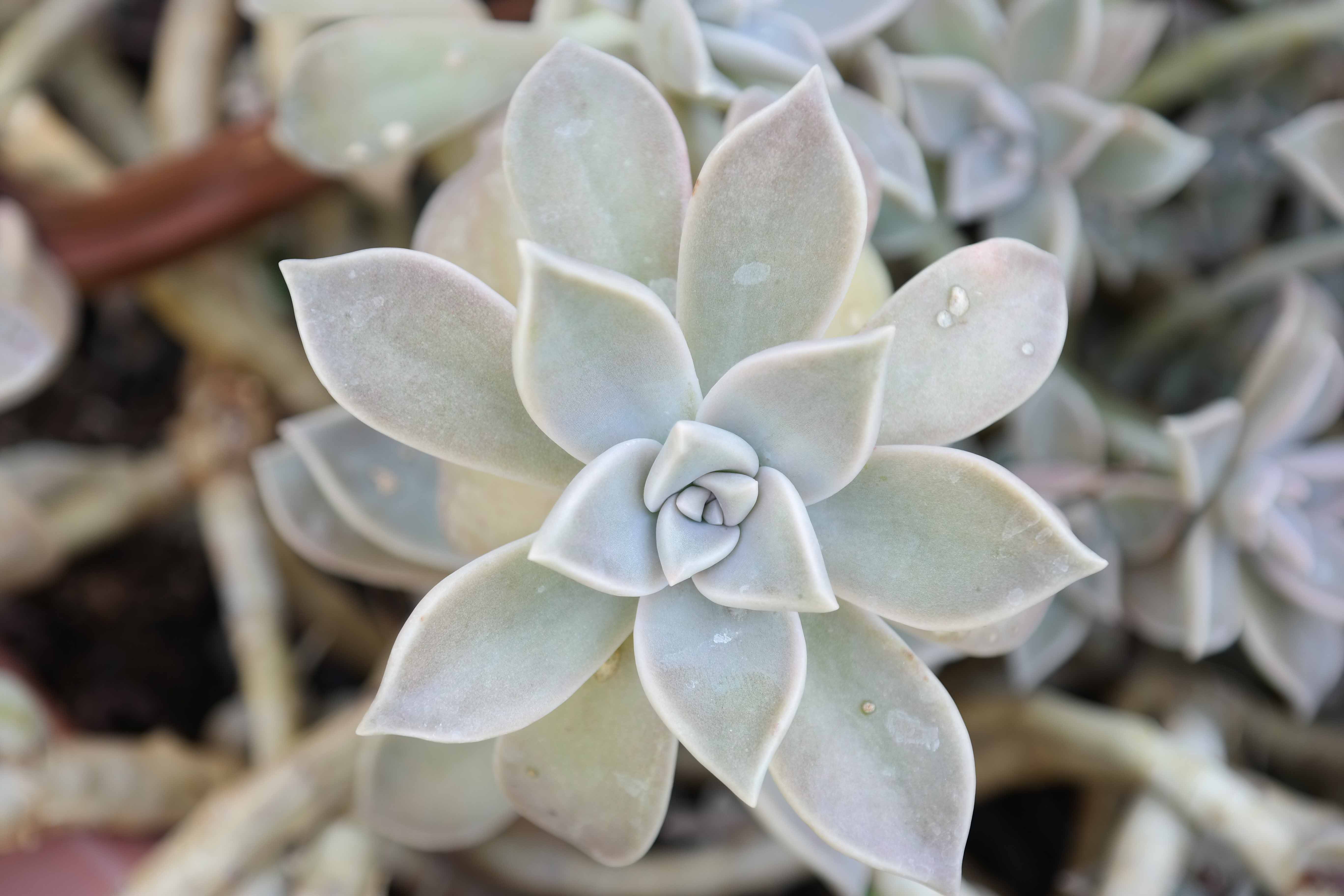 nature-2360963