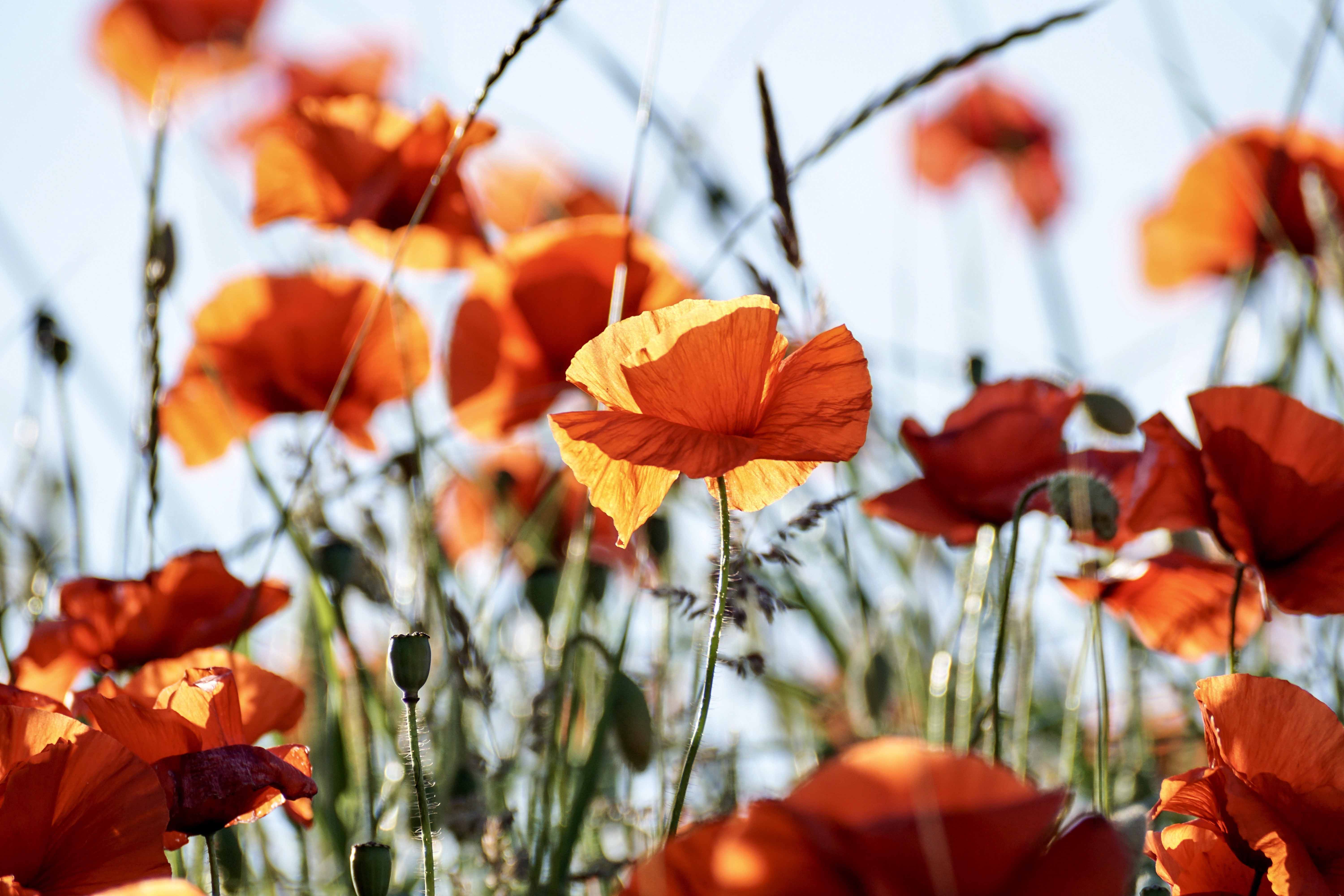 poppy-3581709